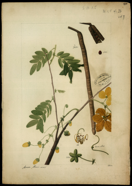[Cassia leptophylla]
