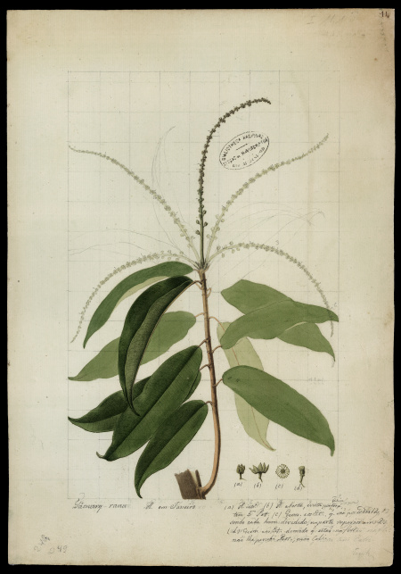 [Euphorbiaceae]