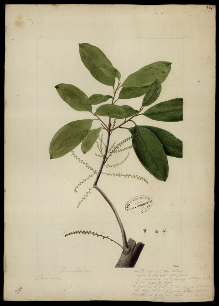 [Euphorbiacea]