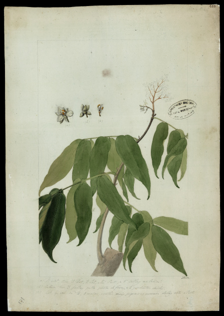 [Dicorynia Paraensis, Benth.].