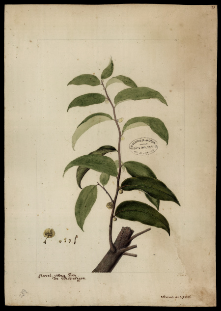 [Euphorbiacea]