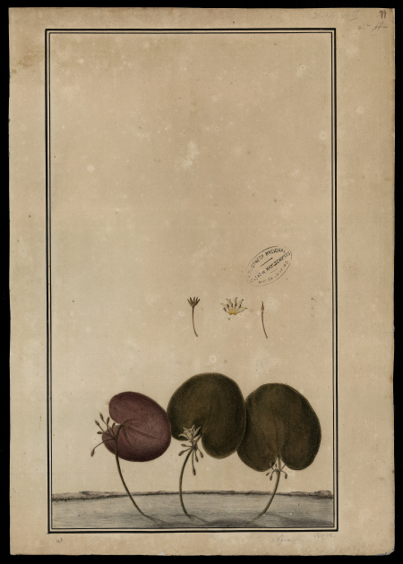 [Limnanthemum humboldtianum, Griseb.].