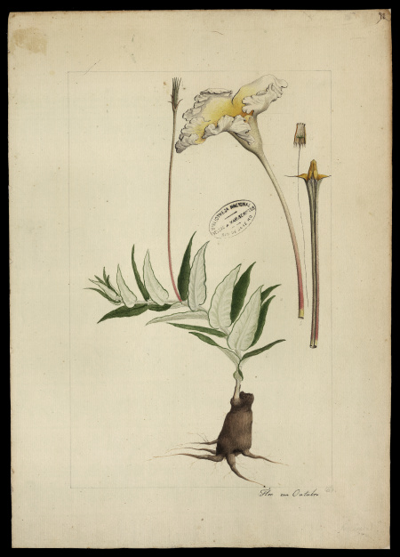 [Maurosiphonia longiflora, Muss.]