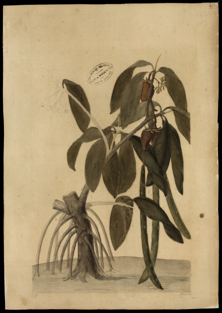 [Rhyzophora mangle, Linn.]