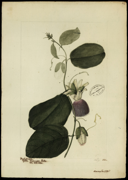 [Passiflora laurifolia, Linn.]
