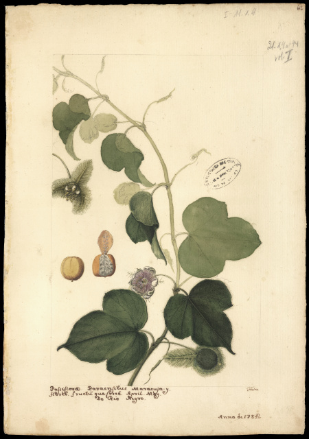 [Passiflora factidae, Linn.]